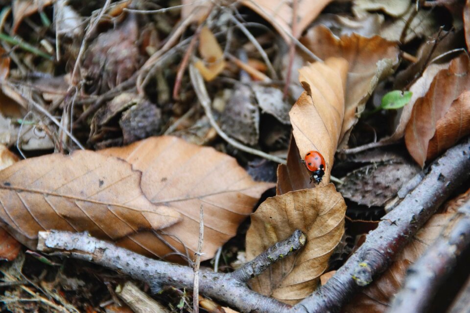 Close up animals insect