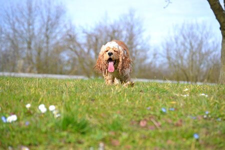 Animal dog nature