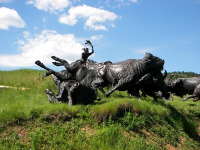 Buffalo bison outdoor