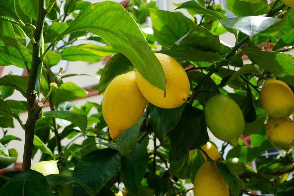 Sour fruit lemon tree