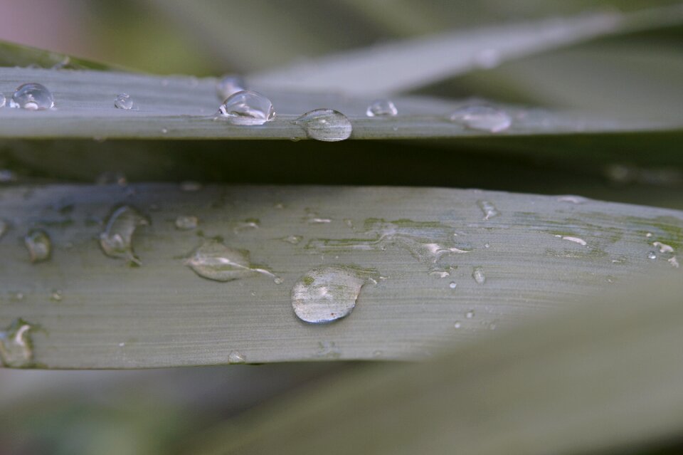 Drip dewdrop grass blades of grass