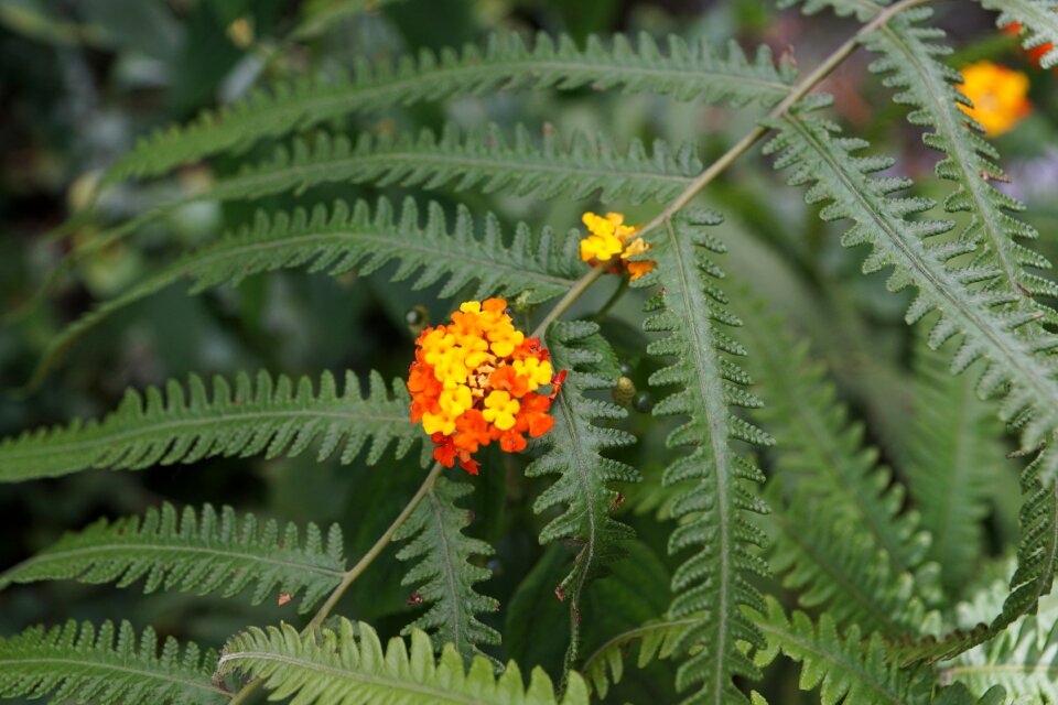 Nature blossom bloom