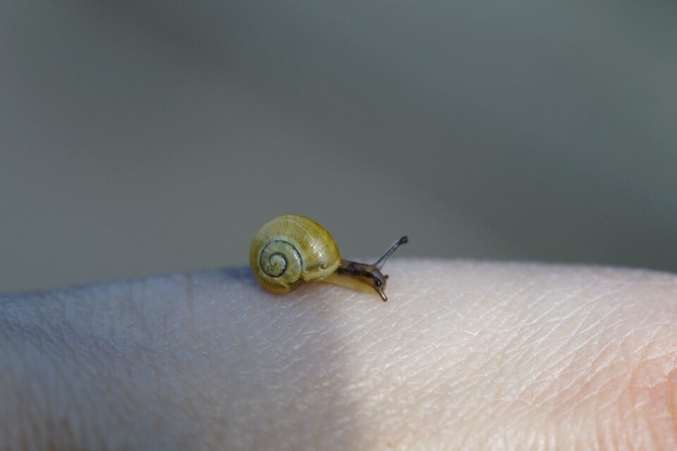 Shell slowly mollusk