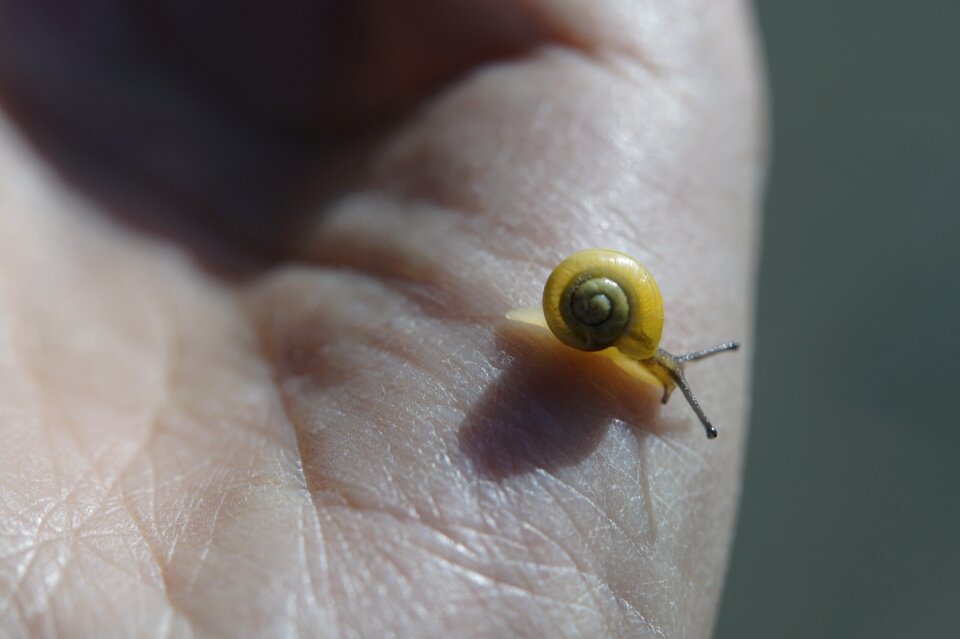 Shell slowly mollusk