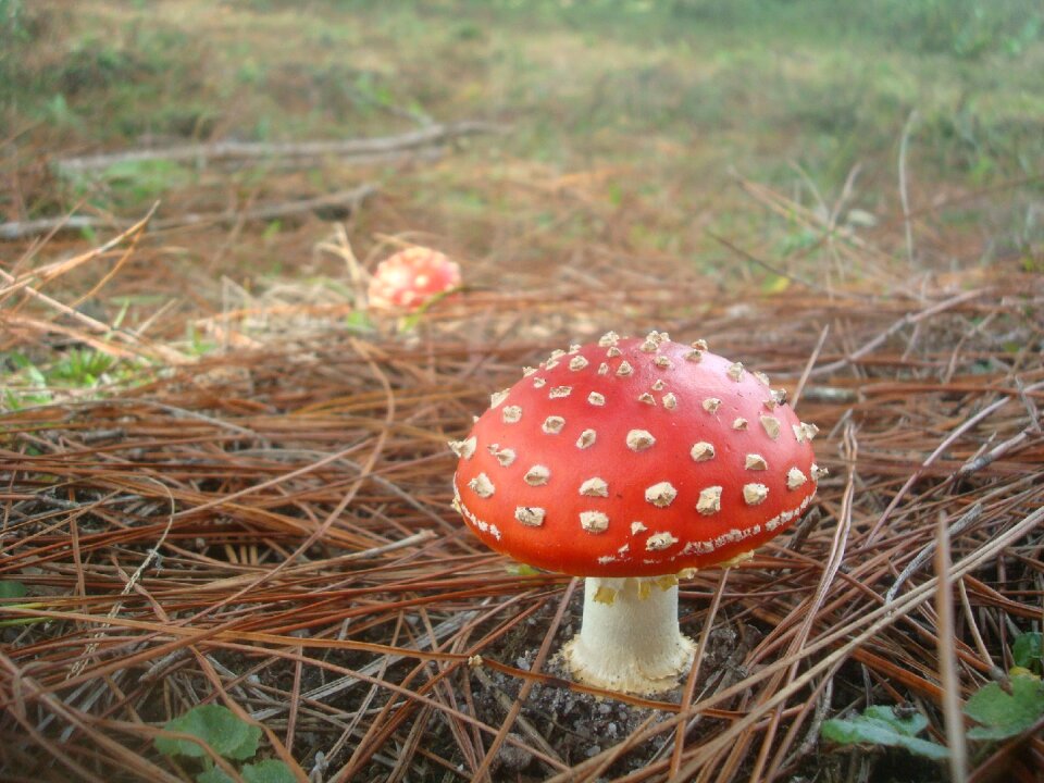 Amanita mushroom red