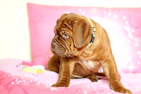 Dog de bordeaux french mastiff moloss