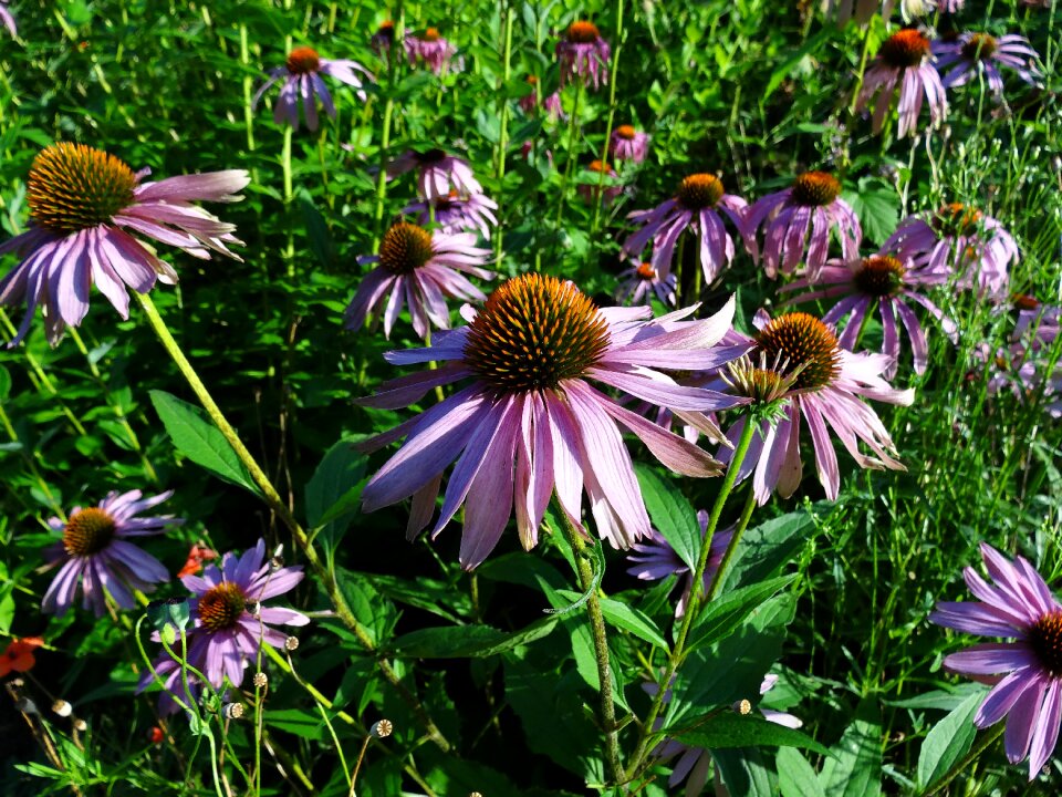 Close up nature summer