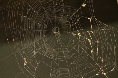 Web trap nature photo