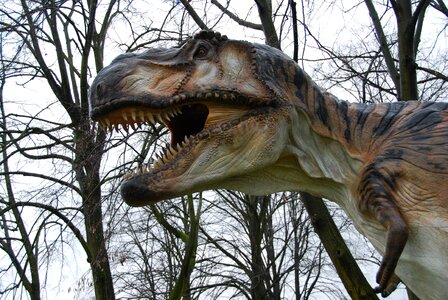 Dinosaurs teeth monza park photo