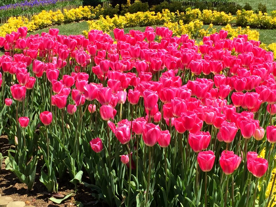 Colour spring floral