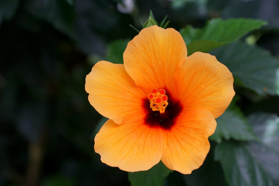 Bloom nature spring