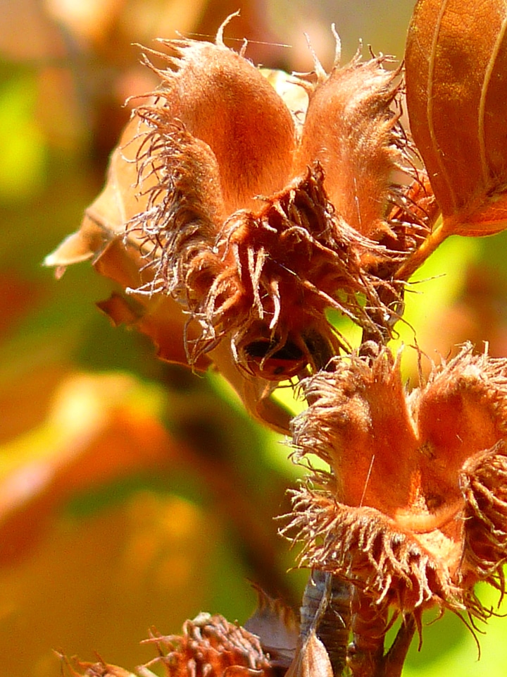 Tree beech autumn