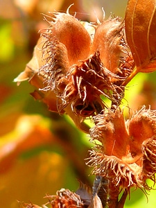 Tree beech autumn