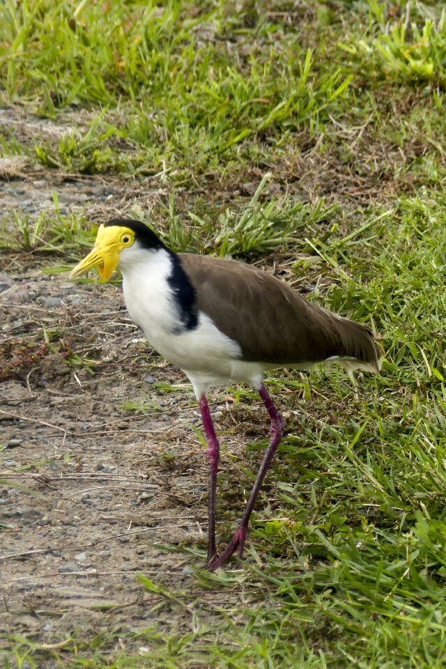 Bird wildlife nature