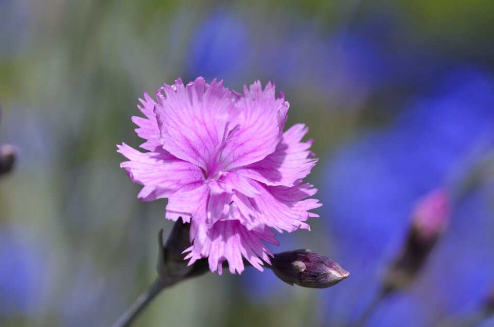 Blossom bloom pink photo