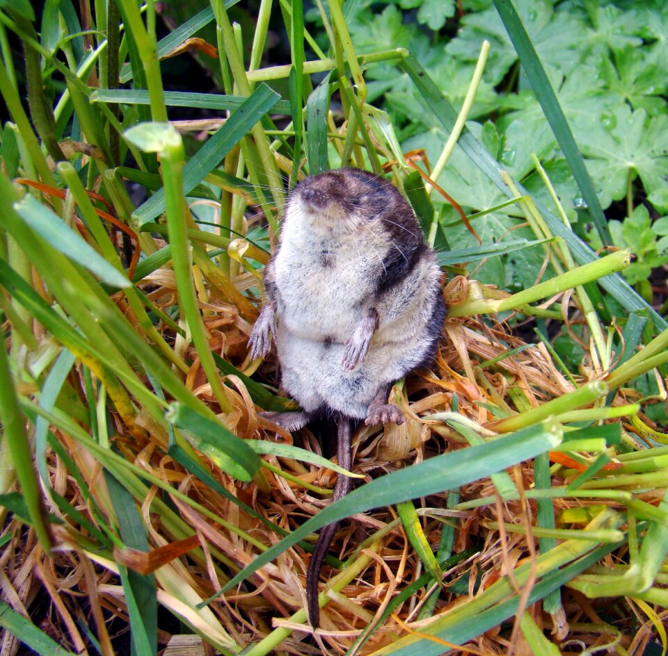 Mammal insectivores toxic