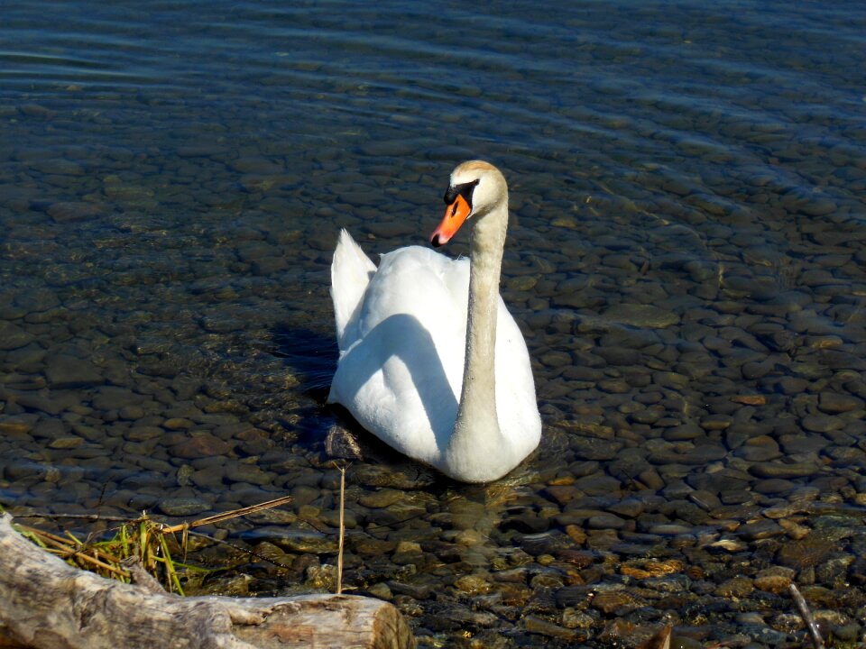 Stones water bird mood