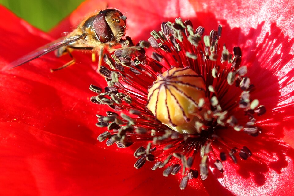 Klatschmohn blossom bloom