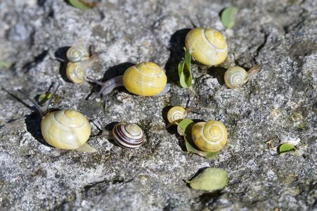 Yellow shell slowly