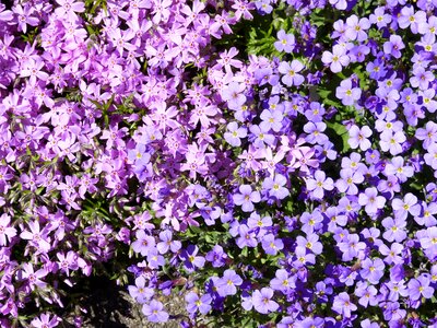 Spring stone garden purple photo