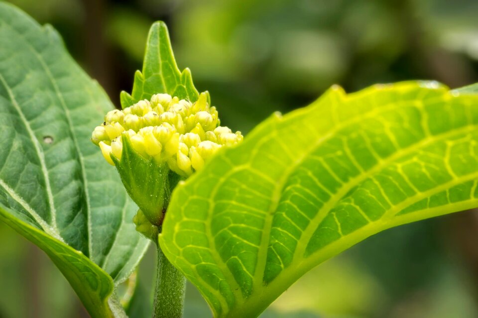 Bloom fresh green