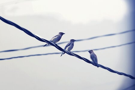 Row flock nature