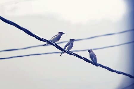 Row flock nature photo