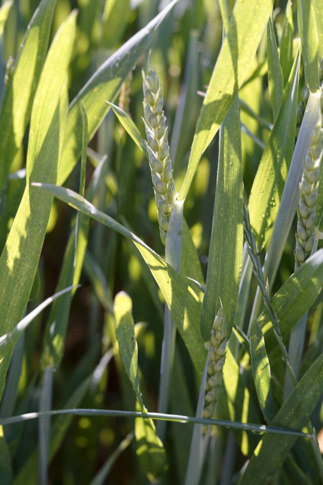 Wheat field grow landscape