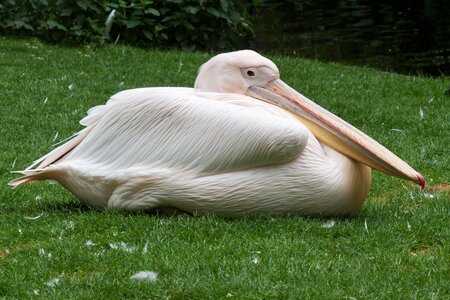Bird water bird bill