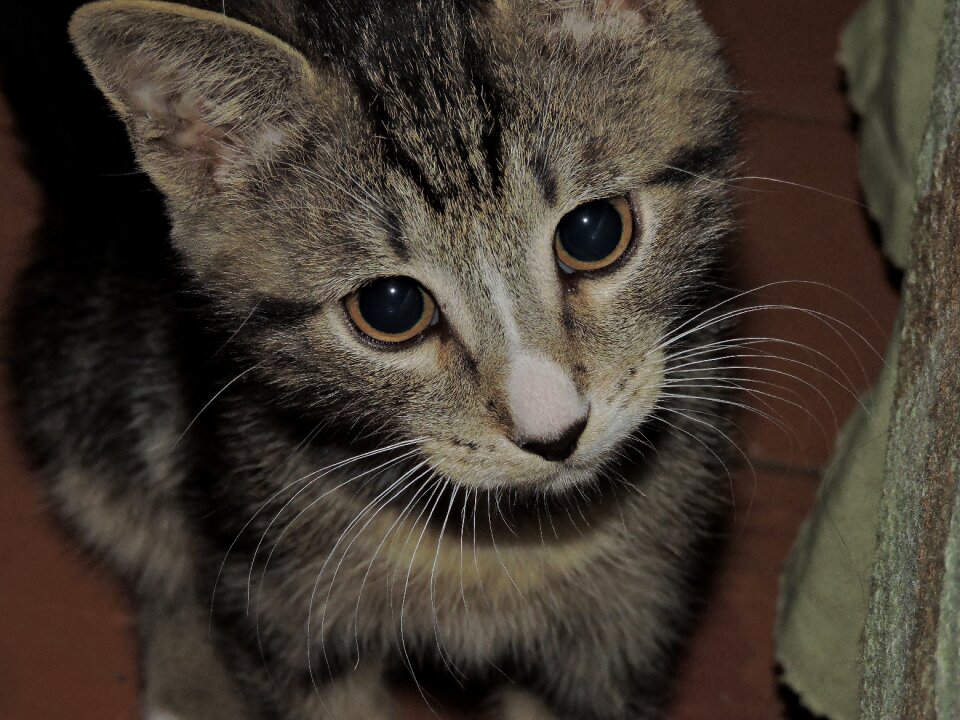 Kitten beautiful little
