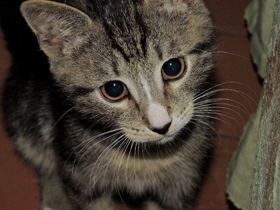 Kitten beautiful little