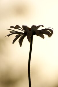 Horizon lights blossomed