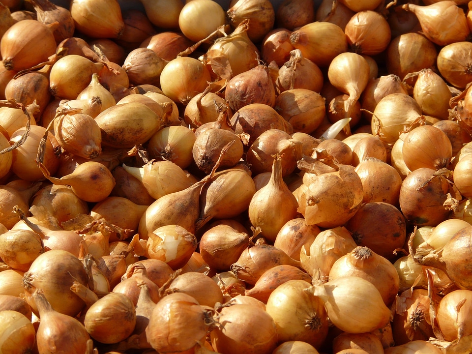 Onion sharp vegetables