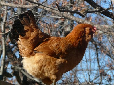 Chicken poultry photo