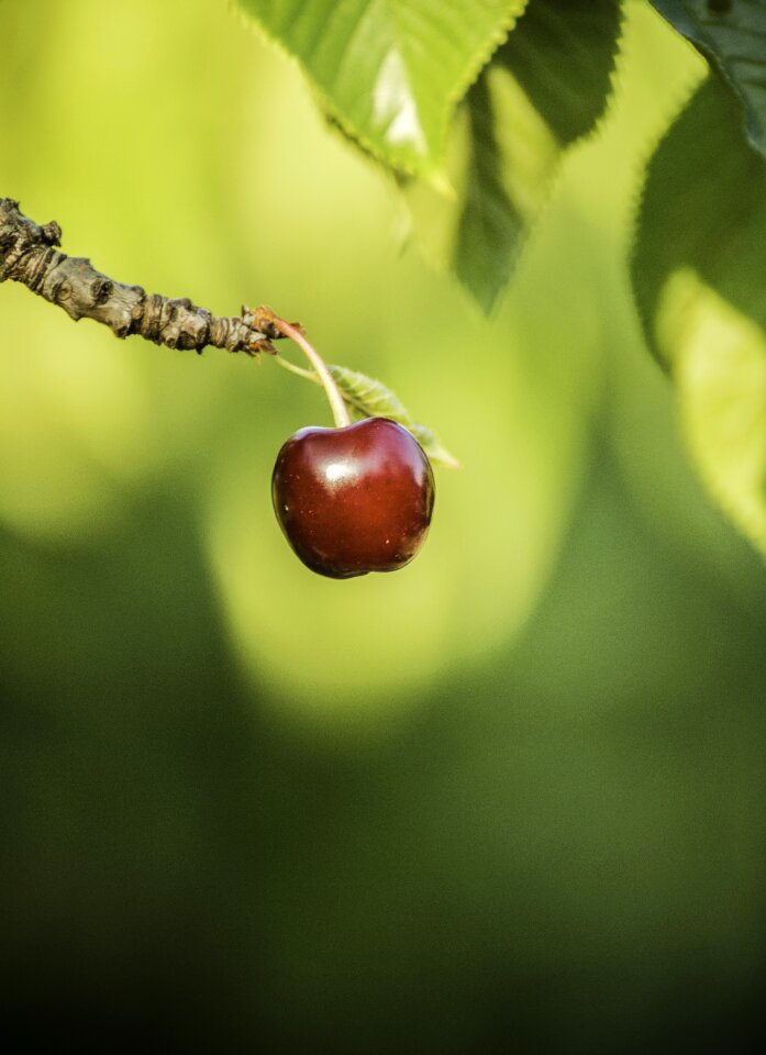 Summer red green