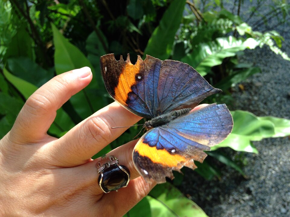 Perched gardening hand