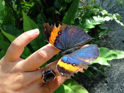 Perched gardening hand
