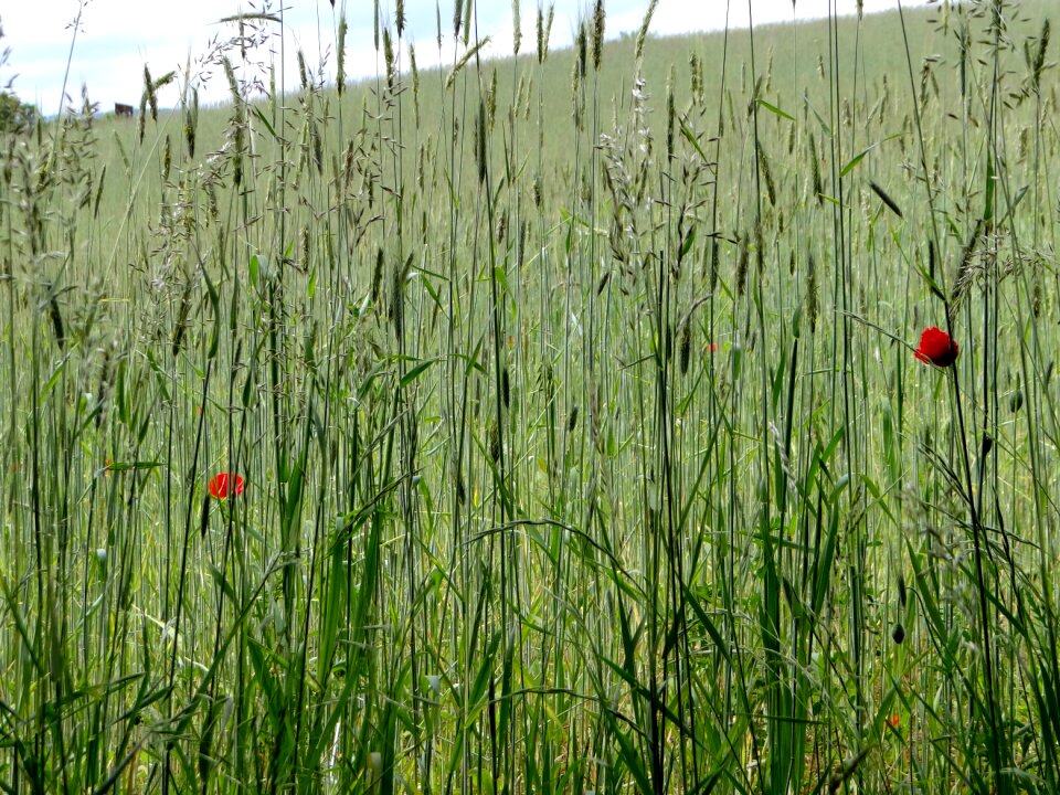 Green fields poppies