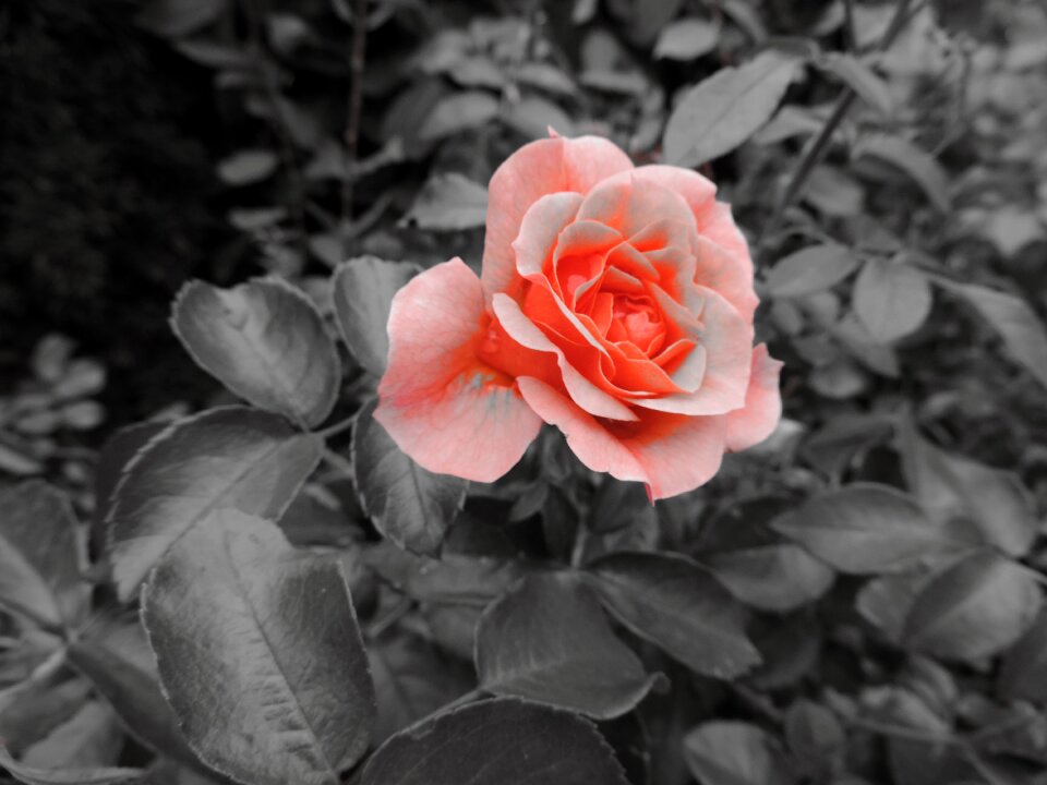 Red rose rose bloom plant
