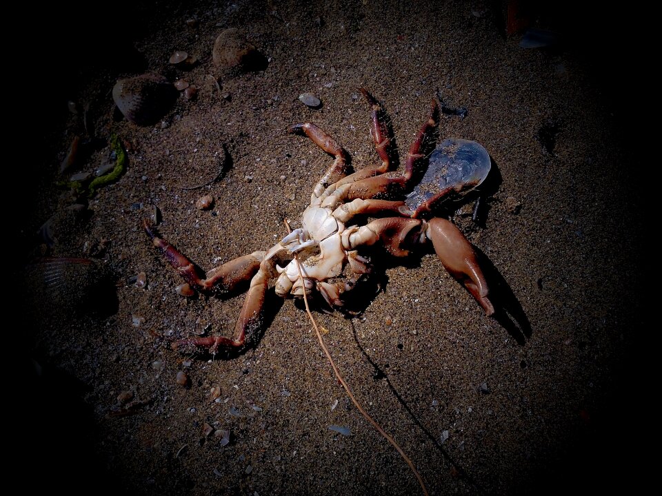Sea pollution death
