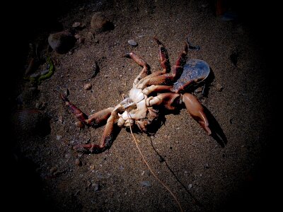 Sea pollution death