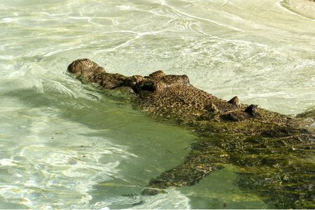 Water wildlife nature