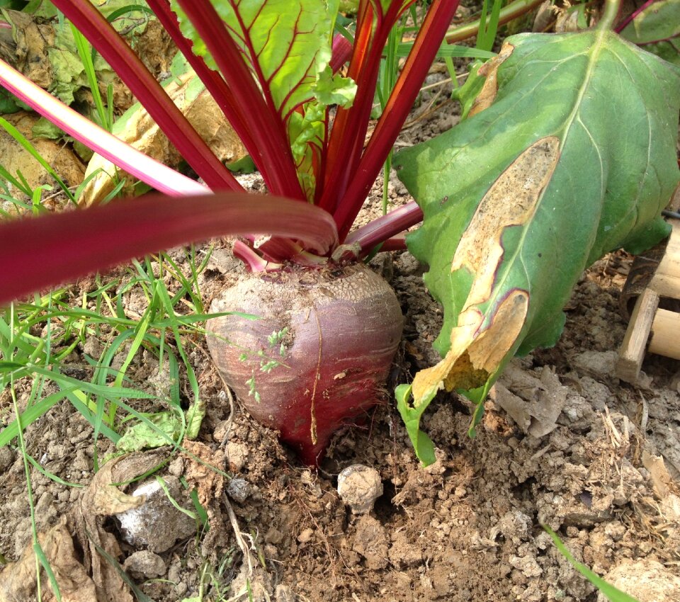 Vegetable healthy soil