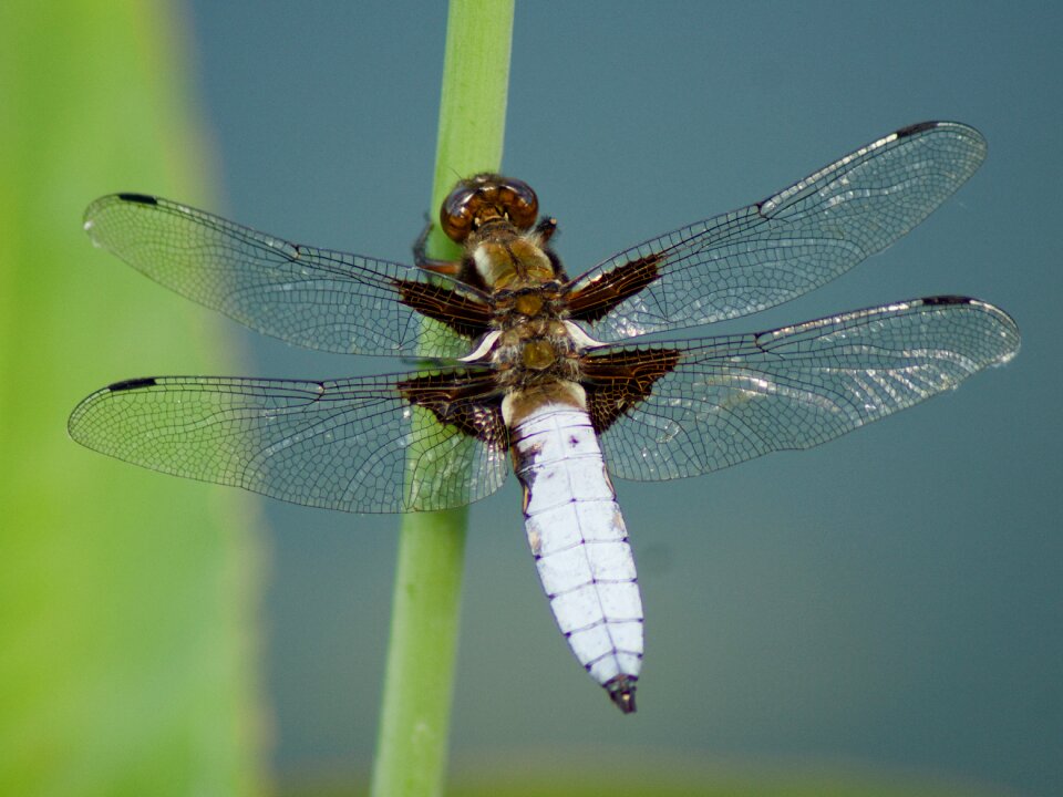 Insect dragonfly macro