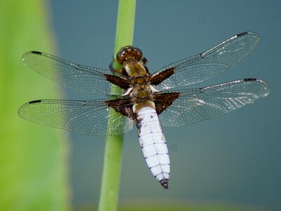 Insect dragonfly macro