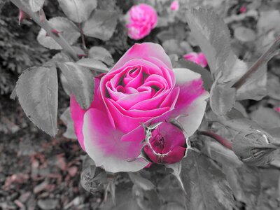 Red rose rose bloom plant