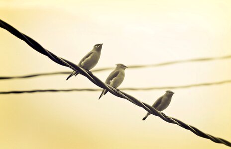 Row flock nature photo