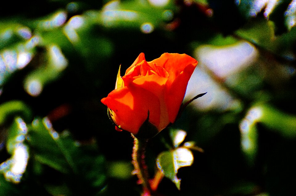 Flower blossom bloom