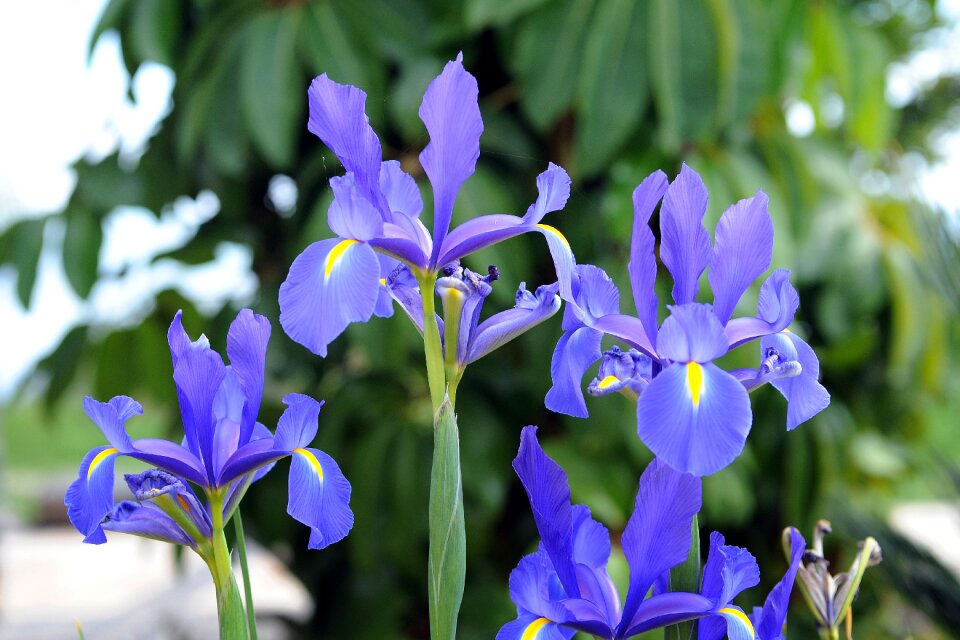 Beautiful garden flowers lilac