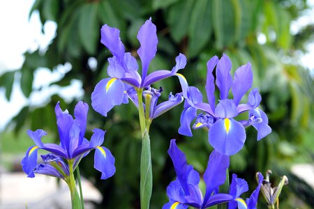 Beautiful garden flowers lilac